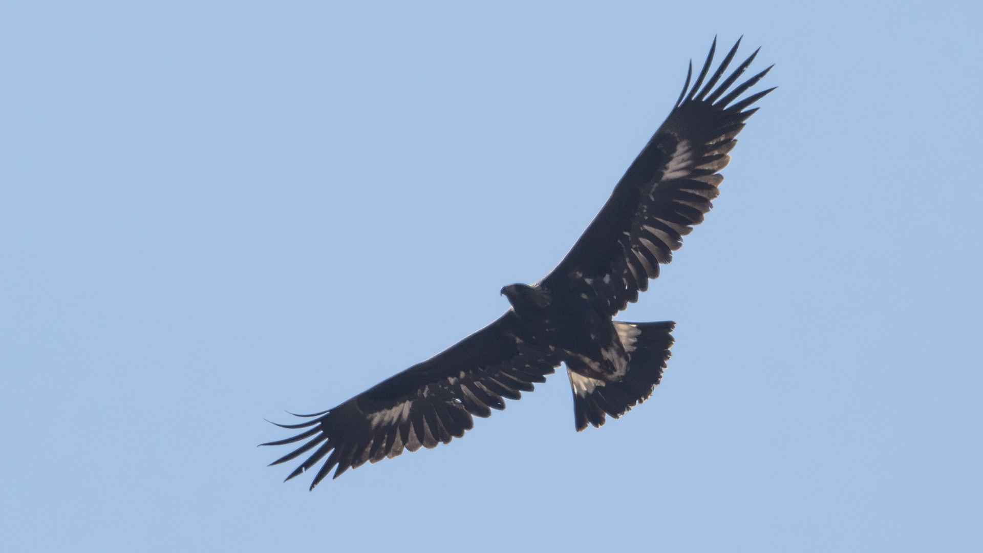 Golden Eagle